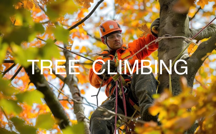 Fitwell-tree-climbing